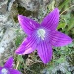 Campanula ramosissima flower picture by Geneviève Nuptia (cc-by-sa)