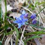 Scilla vindobonensis flower picture by Michael Andresek (cc-by-sa)