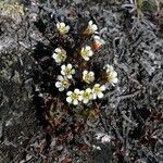 Diapensia lapponica flower picture by russ docksteader (cc-by-sa)