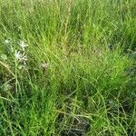 Crupina vulgaris habit picture by bas yves (cc-by-sa)