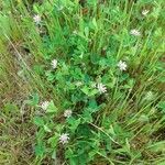 Trifolium tomentosum habit picture by Prieta Javier (cc-by-sa)