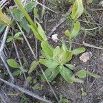 Centaurium erythraea leaf picture by Clotilde ROMERO-BESEGHER (cc-by-sa)