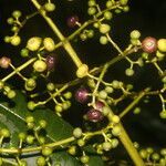 Miconia commutata fruit picture by Nelson Zamora Villalobos (cc-by-nc)