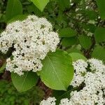 Viburnum prunifolium leaf picture by Isabel Goldberg (cc-by-sa)