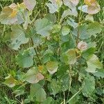 Populus nigra habit picture by sonicor (cc-by-sa)