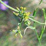 Bupleurum praealtum flower picture by Jean-François Baudin (cc-by-sa)