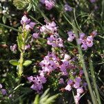 Erica umbellata habit picture by Uxeli (cc-by-sa)