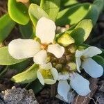 Iberis semperflorens flower picture by Gabriel Alves (cc-by-sa)