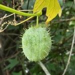 Echinocystis lobata fruit picture by Anikó Kozics (cc-by-sa)