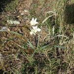 Narcissus dubius habit picture by Sylvain Piry (cc-by-sa)