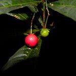 Hymenandra calycosa fruit picture by Nelson Zamora Villalobos (cc-by-nc)