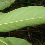 Nectandra hihua leaf picture by Nelson Zamora Villalobos (cc-by-nc)