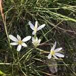 Ornithogalum gussonei flower picture by francoise audoire (cc-by-sa)