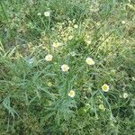 Erigeron strigosus flower picture by Bryan Reinhart (cc-by-sa)