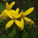 Bidens reptans flower picture by Nelson Zamora Villalobos (cc-by-nc)