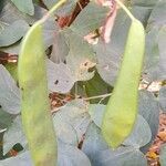 Bauhinia forficata fruit picture by Trap Hers (cc-by-sa)