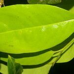 Drypetes standleyi leaf picture by Nelson Zamora Villalobos (cc-by-nc)