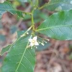 Psychotria leiocarpa flower picture by Trap Hers (cc-by-sa)