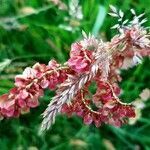 Atriplex hortensis flower picture by Jeannette Ooink (cc-by-sa)