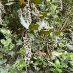 Garrya elliptica flower picture by Jan Grantham (cc-by-sa)