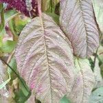 Amaranthus tricolor leaf picture by Dimitri Marconot (cc-by-sa)