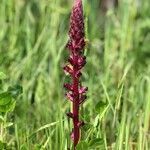 Orobanche sanguinea habit picture by de Toro Cacharrón (cc-by-sa)