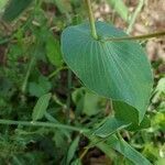 Bupleurum rotundifolium leaf picture by Hervé Ramone (cc-by-sa)