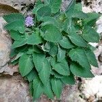 Campanula elatinoides leaf picture by Franco Colnago (cc-by-sa)