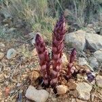 Orobanche latisquama leaf picture by Helmut Lachmann (cc-by-sa)