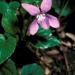 Viola reichenbachiana flower picture by Daniel Barthelemy (cc-by-nc)