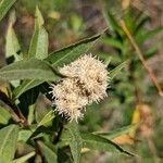 Baccharis salicina flower picture by Johnny Poppyseed (cc-by-sa)