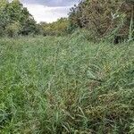 Euphorbia palustris habit picture by Albert Burgas (cc-by-sa)