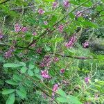 Indigofera tinctoria flower picture by Yuki Takayama (cc-by-sa)