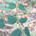 Machaerium lunatum leaf picture by Maarten Vanhove (cc-by-sa)