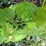 Urtica membranacea leaf picture by francoise sureau (cc-by-sa)