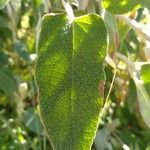 Phlomis purpurea leaf picture by fabricekx (cc-by-sa)