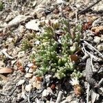 Mesembryanthemum nodiflorum habit picture by beurny (cc-by-sa)