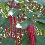 Acalypha hispida flower picture by Daniel Barthelemy (cc-by-sa)