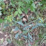 Bupleurum falcatum habit picture by Michael Andresek (cc-by-sa)