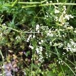 Galium palustre flower picture by Laurence Tran (cc-by-sa)