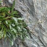 Achillea clavennae habit picture by manuseitz (cc-by-sa)