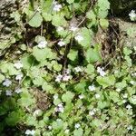 Cymbalaria muralis habit picture by Chlad Martin (cc-by-sa)