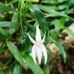 Angraecum ramosum flower picture by François Treil (cc-by-sa)