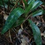 Paphiopedilum acmodontum leaf picture by Dolf Andringa (cc-by-sa)