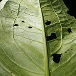 Urospatha grandis leaf picture by Nelson Zamora Villalobos (cc-by-nc)