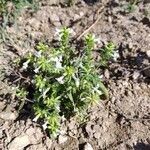 Stachys annua habit picture by alderash (cc-by-sa)