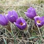 Pulsatilla grandis flower picture by Michael Andresek (cc-by-sa)