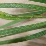 Acacia cognata leaf picture by ian connop (cc-by-sa)