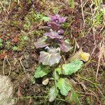 Ajuga pyramidalis habit picture by Emanuele Santarelli (cc-by-sa)