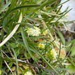 Galium megalospermum flower picture by Lennaert Steen (cc-by-sa)